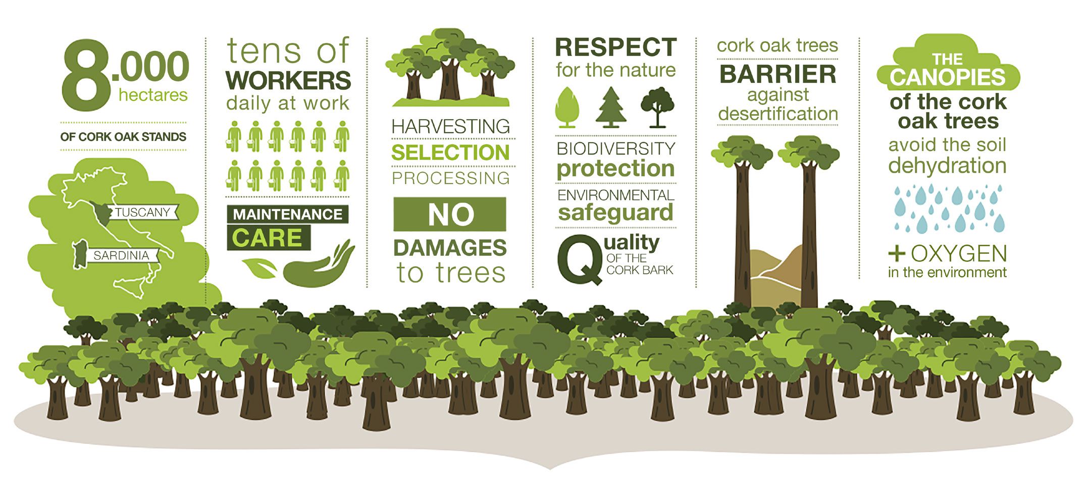 Infografica alberi da sughero Molinas