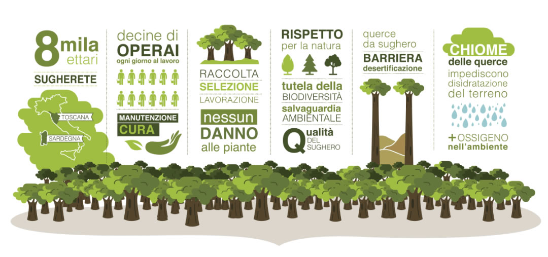 Infografica alberi da sughero Molinas